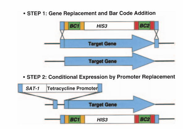 Figure 1. The gene replacement and conditional expression method of target validation (Roemer <em>et al.</em> 2003).